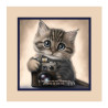 CHATON PHOTOGRAPHE ZACHARIE 2.8