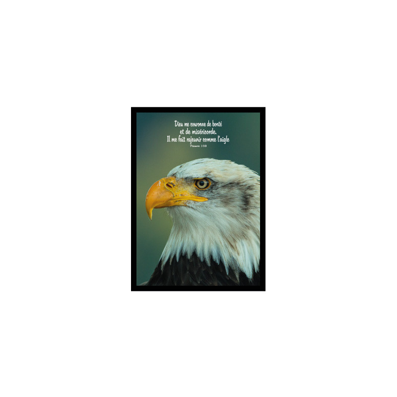 THEME OISEAU AIGLE AFFICHE LAMINEE. NOIR