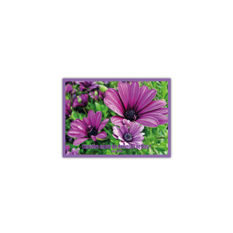 THEME FLORAL AFFICHE LAMINEE.  PARME