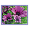THEME FLORAL AFFICHE LAMINEE.  VILOET COMET