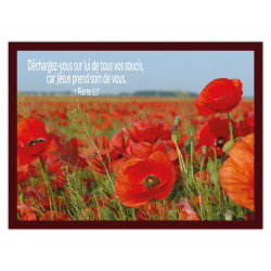 THEME FLORAL COQUELICOTS AFFICHE LAMINEE. ROUGE GRIOTTE