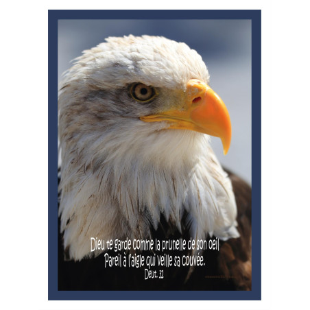 THEME OISEAU AIGLE FOND BLEU AFFICHE LAMINEE. BLEU GROSEILLE