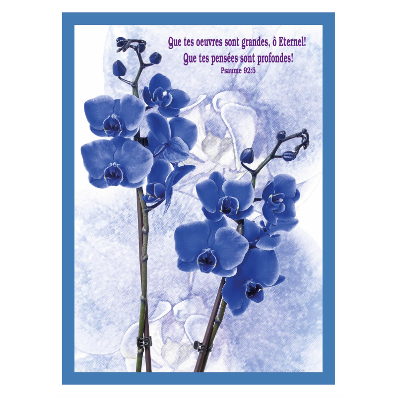 THEME FLORAL ORCHIDEES AFFICHE LAMINEE. BLEU DES ÎLES