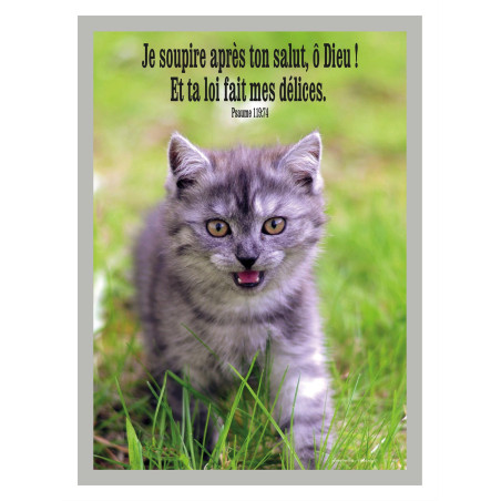 THEME ANIMAUX CHATON AFFICHE LAMINEE. GRIS HIVERNAL