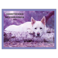 THEME ANIMAUX CHIEN BLANC AFFICHE LAMINEE. VIOLET COMET
