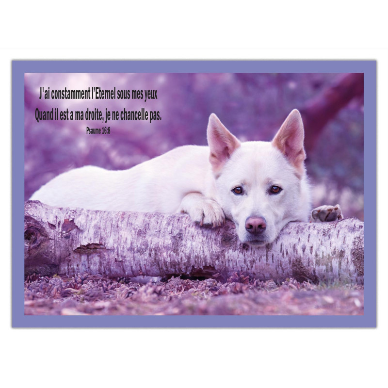 THEME ANIMAUX CHIEN BLANC AFFICHE LAMINEE. VIOLET COMET