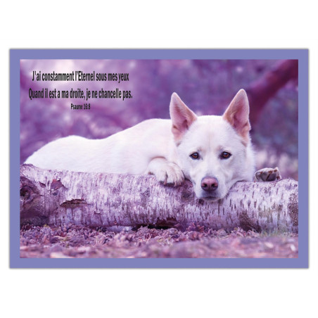 THEME ANIMAUX CHIEN BLANC AFFICHE LAMINEE. VIOLET COMET